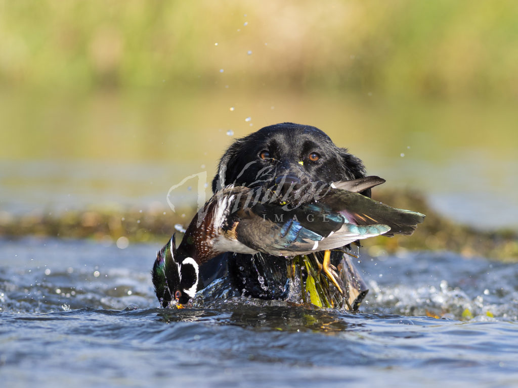 A BLACK LAB HUNTING DOG WITH A DRAKE WOOD DUCK - Windigo Images Photography