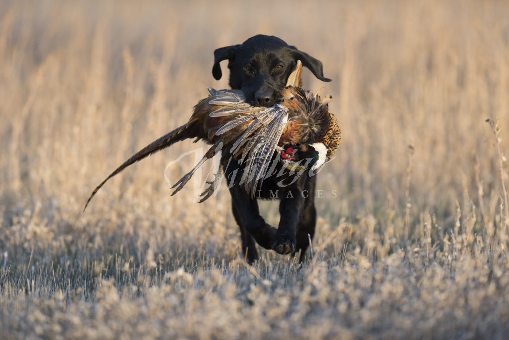 pheasant hunting dogs