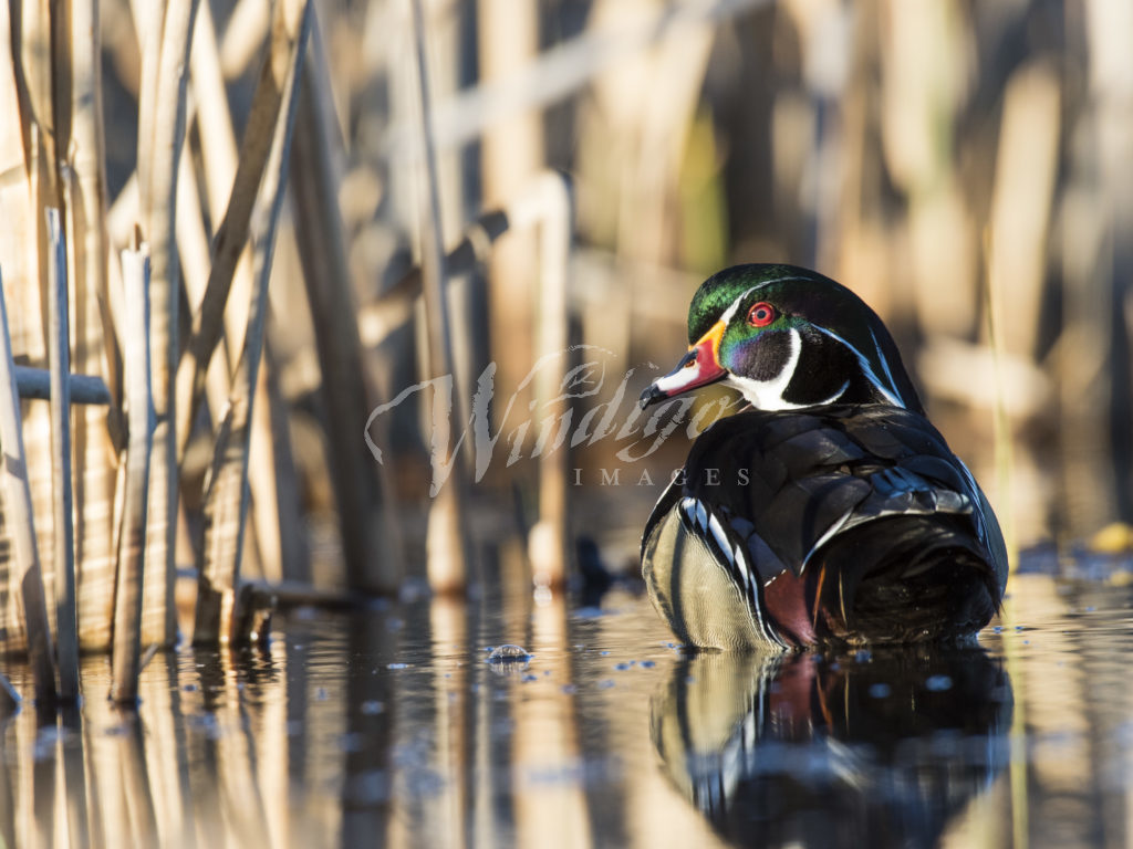 A DRAKE WOOD DUCK ON A SPRING DAY - Windigo Images Photography