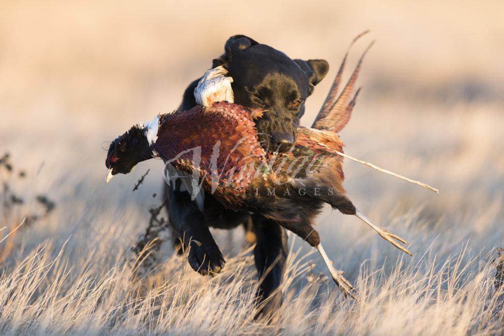 pheasant hunting dogs